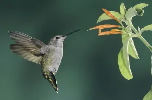 Anna,s Hummingbird, Calypte anna, female in flight feeding on Mexican Honeysuckle