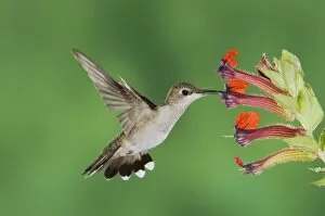 Images Dated 21st September 2006: Annas Hummingbird, Calypte anna, male in flight feeding on flower, Tucson, Arizona