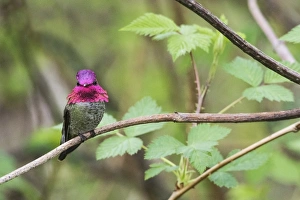 Fauna Prints: Annas Hummingbird (male)