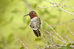 Stocky Prints: Annas Hummingbird, perched on a branch