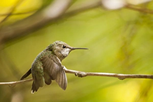 Annas Hummingbird. At rest and perched