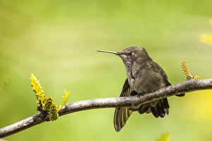 Michael Qualls Prints: Annas Hummingbird at rest. Perched on the branch of a honey locust tree