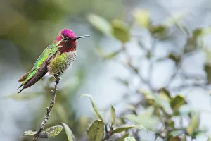 San Diego Prints: Anna's hummingbird resting, San Diego area, California, USA