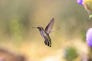 Images Dated 10th July 2010: Annas Hummingbird. Santa Cruz. California