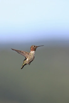 Images Dated 10th July 2010: Annas Hummingbird. Santa Cruz. California