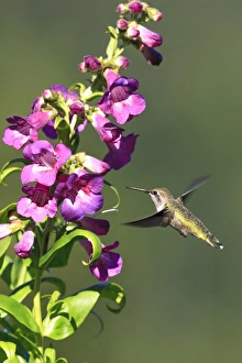 Images Dated 10th July 2010: Annas Hummingbird. Santa Cruz. California