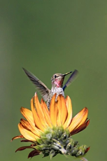 Images Dated 10th July 2010: Annas Hummingbird. Santa Cruz. California