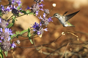 Annas Hummingbird. Santa Cruz. California