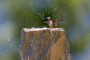 Images Dated 11th July 2010: Annas Hummingbird. Santa Cruz. California