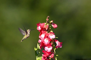 Annas Hummingbird. Santa Cruz. California
