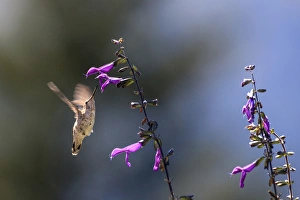 Images Dated 11th July 2010: Annas Hummingbird. Santa Cruz. California