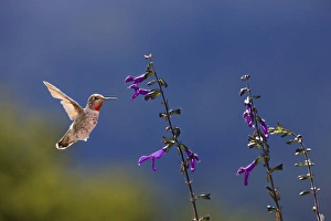 Annas Hummingbird. Santa Cruz. California