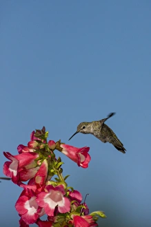 Images Dated 11th July 2010: Annas Hummingbird. Santa Cruz. California