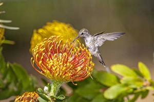 Images Dated 10th July 2010: Annas Hummingbird. Santa Cruz. California