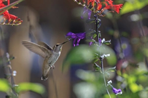 Annas Hummingbird. Santa Cruz. California