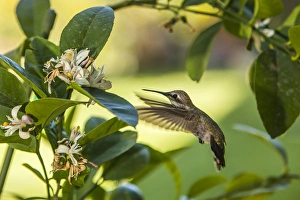 Michael Qualls Prints: Annas Hummingbird sipping at a Meyer Lemon tree