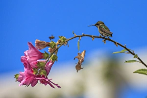Santa Cruz Prints: Annas Hummingbird studying a bee. Santa Cruz. California