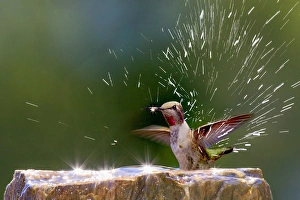 Images Dated 11th July 2010: Annas Hummingbird taking a shower. Santa Cruz. California