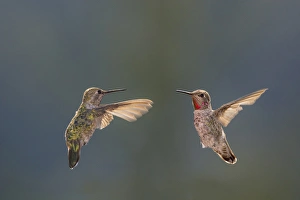 Santa Cruz Prints: Annas hummingbirds. Male and Female. Santa Cruz. Californa