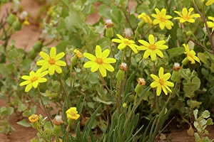 Annual Prints: Annual Yellowtop, Strzelecki Track, Australia