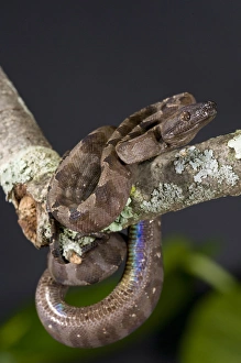Images Dated 12th November 2007: Annulated Boa Corallus enydris annulata Native to South America