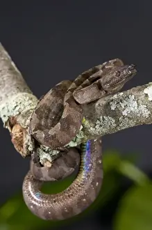 Annulated Boa Corallus enydris annulata Native to South America
