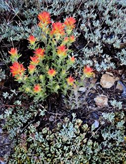 Mark Williford Prints: Ansel Adams Wilderness, CA, USA, Miniature Garden at Gem Lake