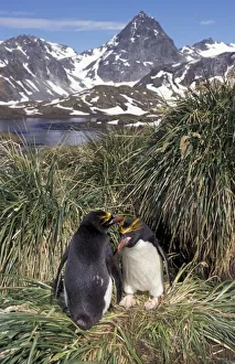 Theo Allofs Prints: Antactic, South Georgia Island, Cooper Bay, Macaroni penguin couple on tussock grass