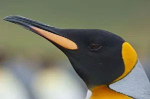 Images Dated 17th March 2010: Antarctic, Antarctic