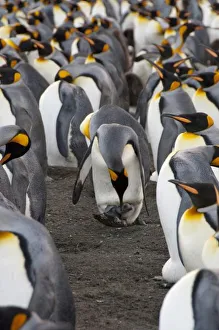 Gold Harbor Prints: Antarctic, Antarctic