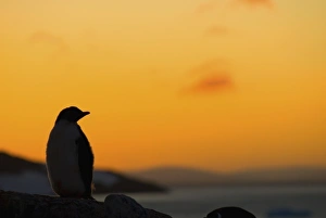 Images Dated 24th May 2005: Antarctic, Antarctic