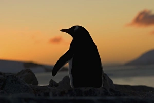Images Dated 24th May 2005: Antarctic, Antarctic