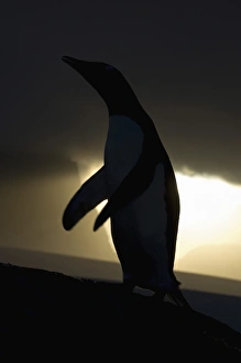 Images Dated 9th February 2007: Antarctic, Antarctic