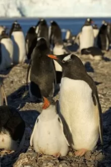 Images Dated 24th January 2007: Antarctic, Antarctic