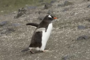 Images Dated 26th January 2006: Antarctic, Antarctic