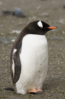 Images Dated 26th January 2006: Antarctic, Antarctic