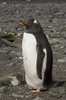 Images Dated 26th January 2006: Antarctic, Antarctic