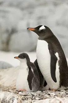 Images Dated 28th January 2006: Antarctic, Antarctic