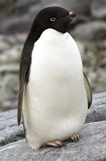 Images Dated 13th February 2006: Antarctic, Antarctic