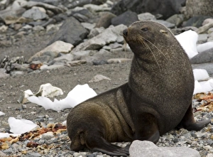 Images Dated 11th February 2006: Antarctic, Antarctic