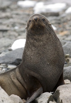 Images Dated 11th February 2006: Antarctic, Antarctic