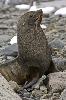 Images Dated 11th February 2006: Antarctic, Antarctic