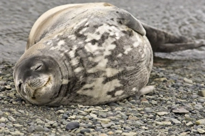 Images Dated 10th February 2006: Antarctic, Antarctic