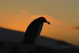 Images Dated 24th May 2005: Antarctic, Antarctic