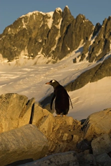 Images Dated 24th May 2005: Antarctic, Antarctic