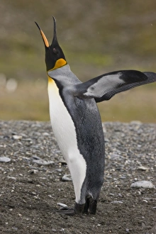Images Dated 16th January 2008: Antarctic, Antarctic