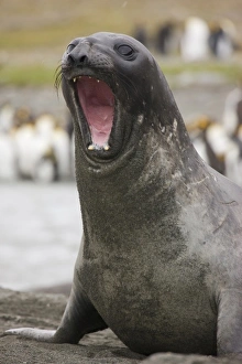 Images Dated 16th January 2008: Antarctic, Antarctic