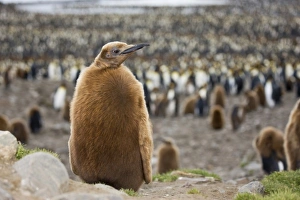 Images Dated 16th January 2008: Antarctic, Antarctic