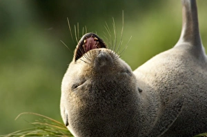 Images Dated 18th March 2010: Antarctic, Antarctic