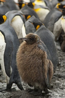 Antarctic, Antarctic